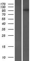 FMNL3 Protein (Over-Expression Lysate Myc-DDK (Flag))