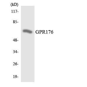 GPR176 Antibody (aa458-507)