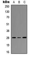HOXC8 Antibody (C-Terminus)