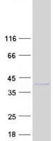 Human C9orf100 Protein (Recombinant Myc-DDK (Flag))