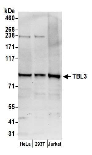 TBL3 Antibody (aa758-808)