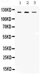 CIITA Antibody