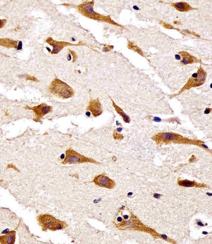 RPS27 / Ribosomal Protein S27 Antibody (N-Terminus)