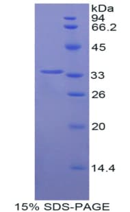Pig HAMP / Hepcidin Protein (Recombinant His-GST)