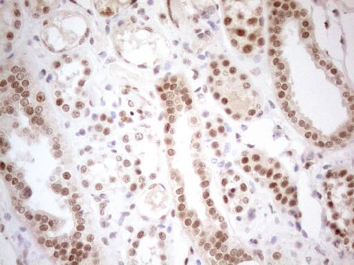 RGL2 Antibody (aa547-777, clone OTI10F2, Carrier-free)