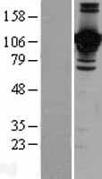 JAM2 Protein (Over-Expression Lysate Myc-DDK (Flag))