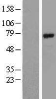 ARNTL / BMAL1 Protein (Over-Expression Lysate Myc-DDK (Flag))