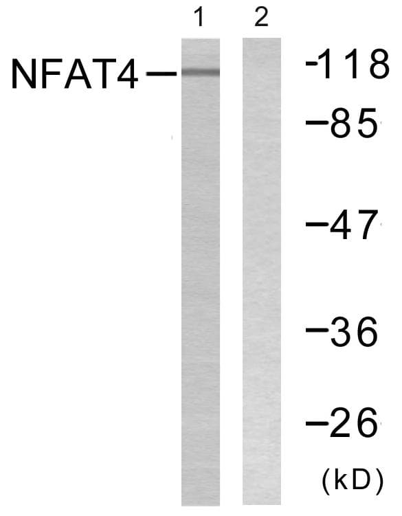 NFAT4 / NFATC3 Antibody (p165)
