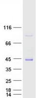 Human MYBPHL Protein (Recombinant Myc-DDK (Flag))