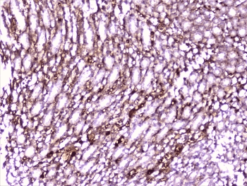 PON1 / ESA Antibody