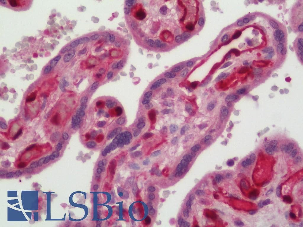 IHC-plus™ IDO1 / IDO Antibody