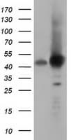 DNAJA2 Antibody (clone OTI1G3)