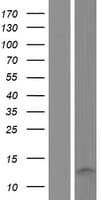 TSTD3 Protein (Over-Expression Lysate Myc-DDK (Flag))