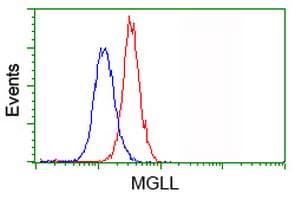MGLL / Monoacylglycerol Lipase Antibody (clone OTI4D1)