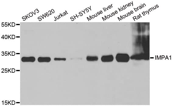 Polyclonal Rabbit anti-Human IMPA1 / IMP Antibody (IHC, IF, WB)