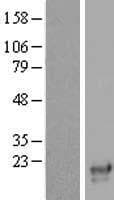 SNX12 Protein (Over-Expression Lysate Myc-DDK (Flag))