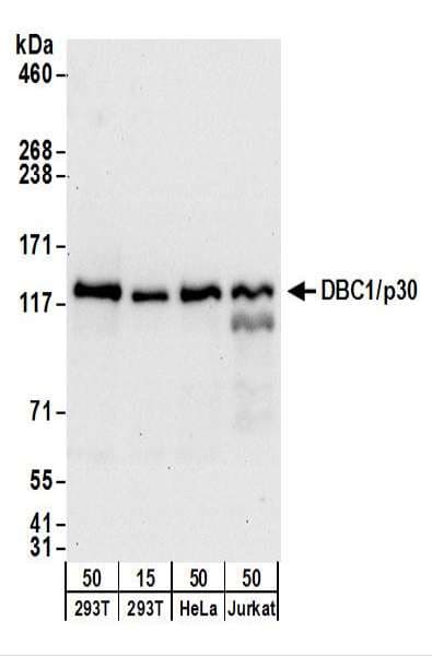 CCAR2 / KIAA1967 Antibody (aa873-923)