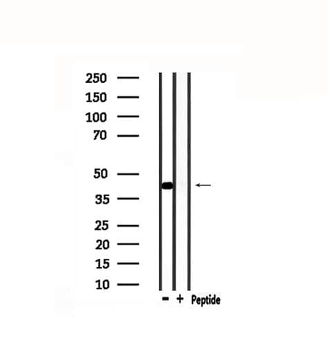 POU4F1 / BRN3A Antibody