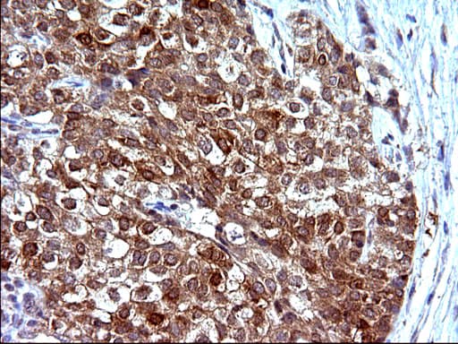 EMC8 / COX4NB Antibody (clone OTI1D6)