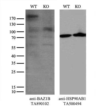 BAZ1B / WSTF Antibody