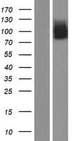 SCNN1G / ENaC Gamma Protein (Over-Expression Lysate Myc-DDK (Flag))