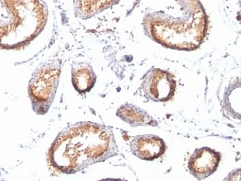 PMEL / SILV / gp100 Antibody (clone HMB45 + PMEL/783, Ready-to-Use)