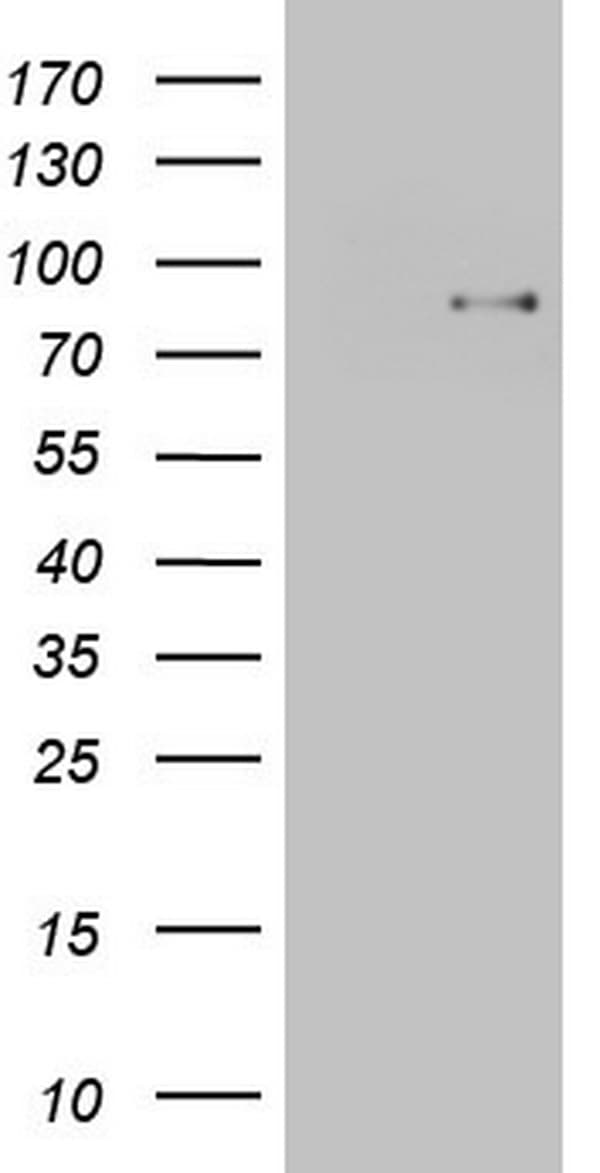 TCF12 / HEB Antibody (aa1-250, clone OTI4D6)