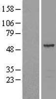 SEPT11 / Septin 11 Protein (Over-Expression Lysate Myc-DDK (Flag))