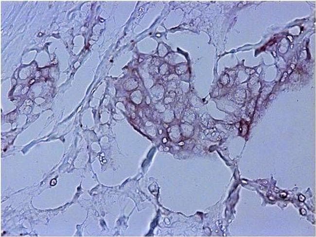 Goat Anti-Mouse IgG Secondary Antibody (HRP)