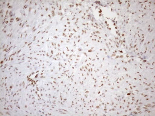 UTP11L Antibody (clone OTI5F3, Carrier-free)