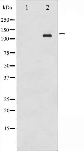 ABL1 / c-ABL Antibody (phospho-Tyr393,pTyr412)