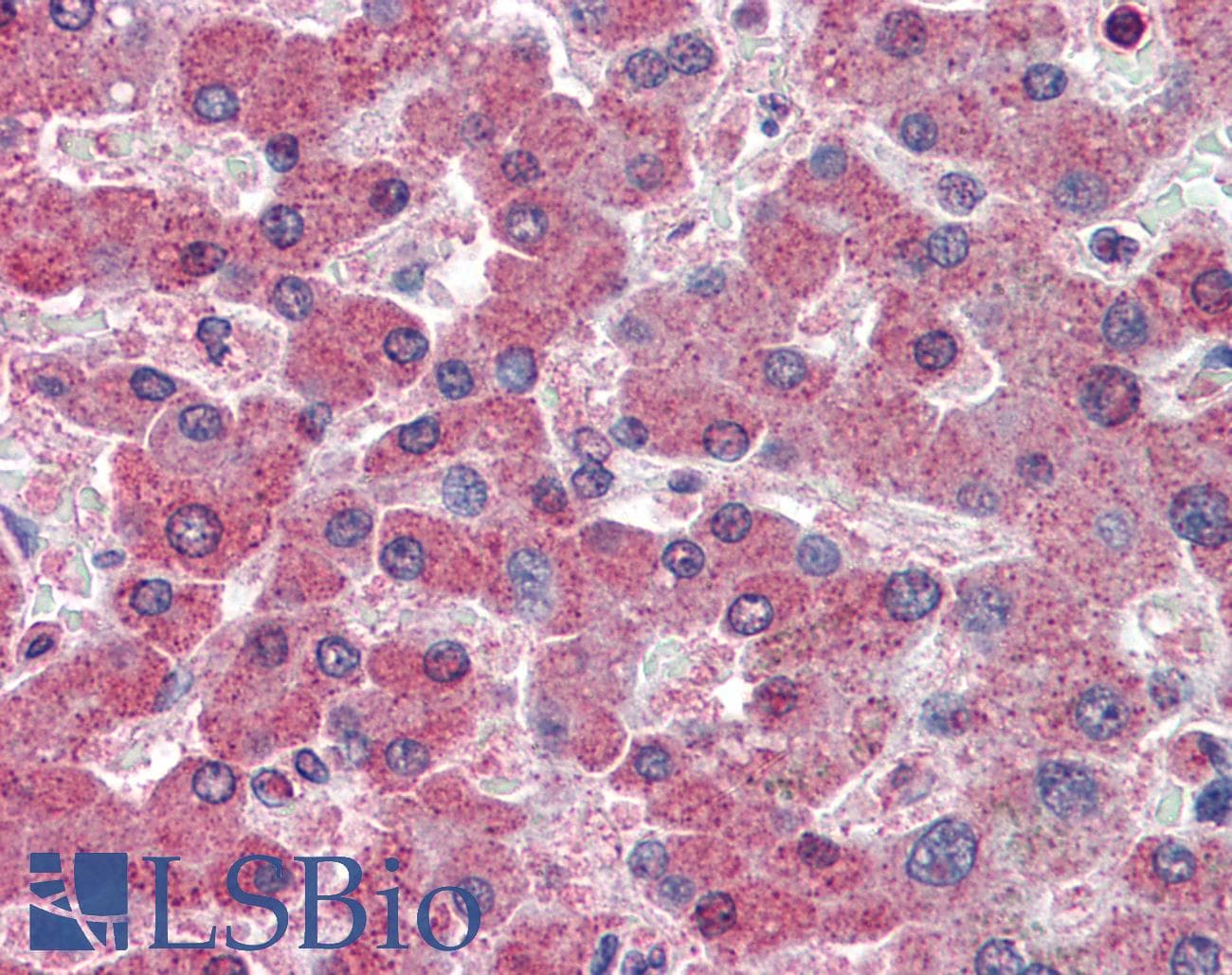 IHC-plus™ RBP4 Antibody (clone 4D9)