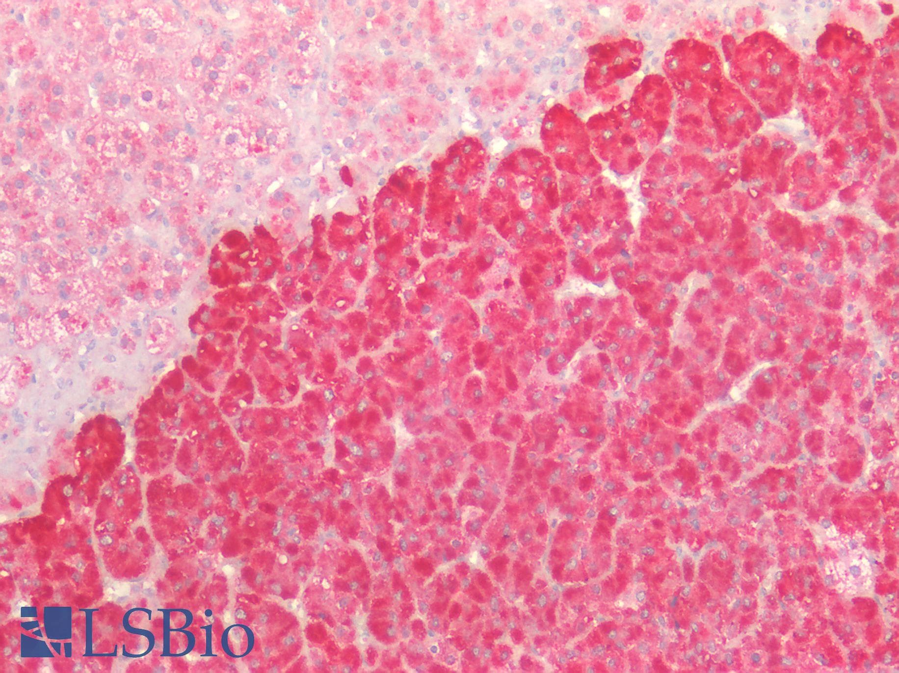 IHC-plus™ CTNNB1 / Beta Catenin Antibody