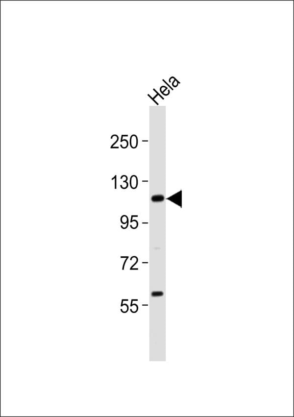 UBE1L / UBA7 Antibody