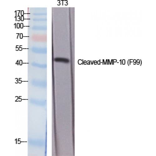 MMP10 Antibody (50-130 aa, Internal)