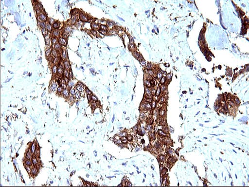 Monoclonal Mouse anti-Human SCAMP2 Antibody (clone OTI1H10, IHC, WB)
