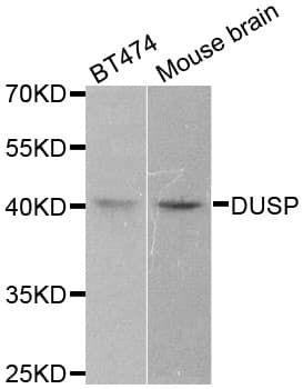 DUSP1 / MKP1 Antibody