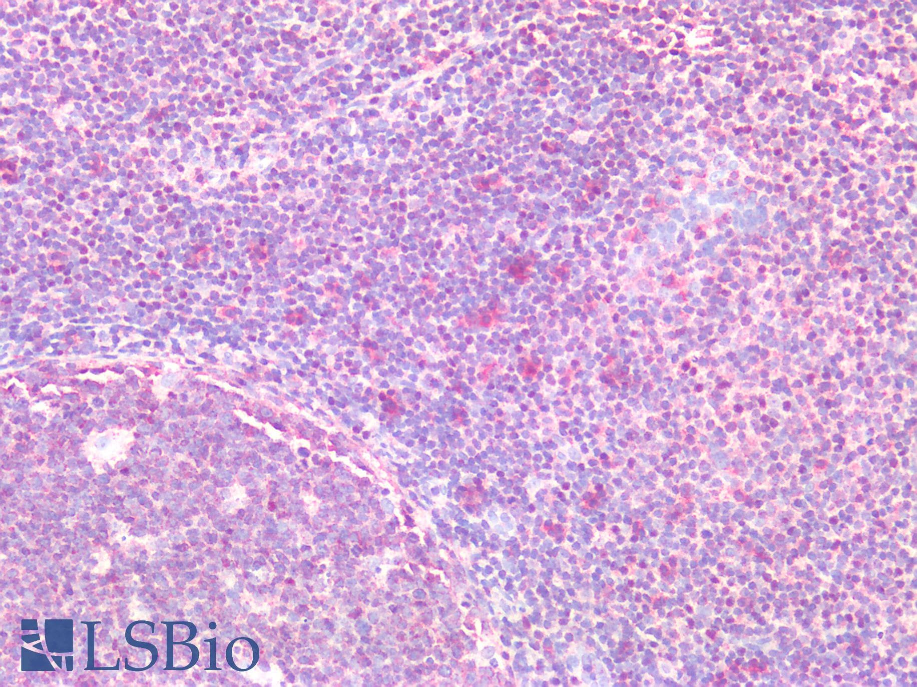 IHC-plus™ FKBPL Antibody