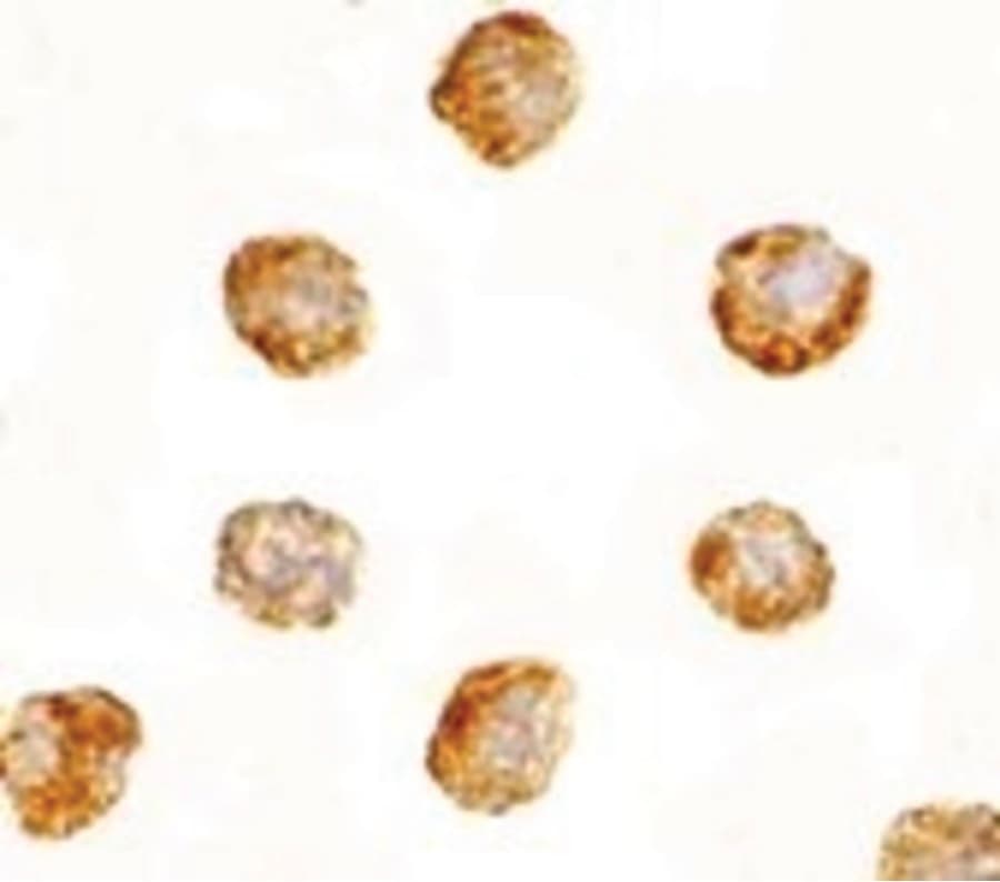 IHC-plus™ DNAL1 Antibody