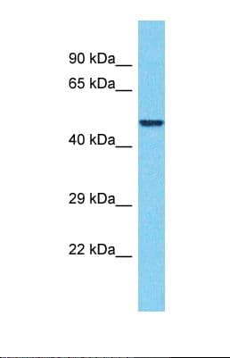 EDR / PEG10 Antibody (aa324-373)