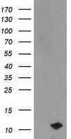 PDE6G / PDE6 Gamma Antibody (clone OTI1F3, Carrier-free)