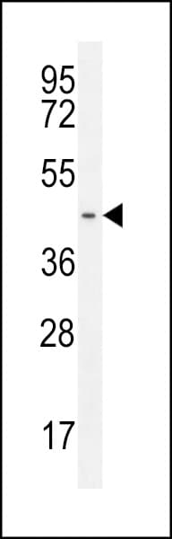 GPR142 Antibody (aa86-114)