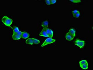 EIF3C / EIF3S8 Antibody