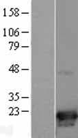 CDKN2D / p19 INK4d Protein (Over-Expression Lysate Myc-DDK (Flag))