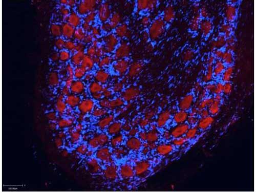 Goat Anti-Rabbit IgG Secondary Antibody (Atto 550)