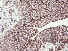 HES1 / HES-1 Antibody (clone OTI2D2)