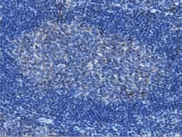 IVD Antibody (clone OTI1B10)