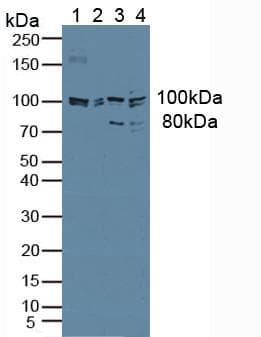 JAG1 / Jagged 1 Antibody (aa836-1047)