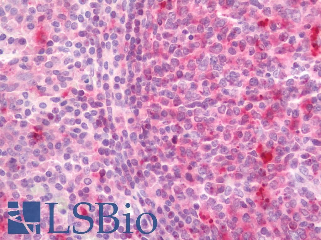 HLA-DPA1 Antibody (Biotin)