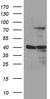 MSL2 Antibody (clone OTI3G5)